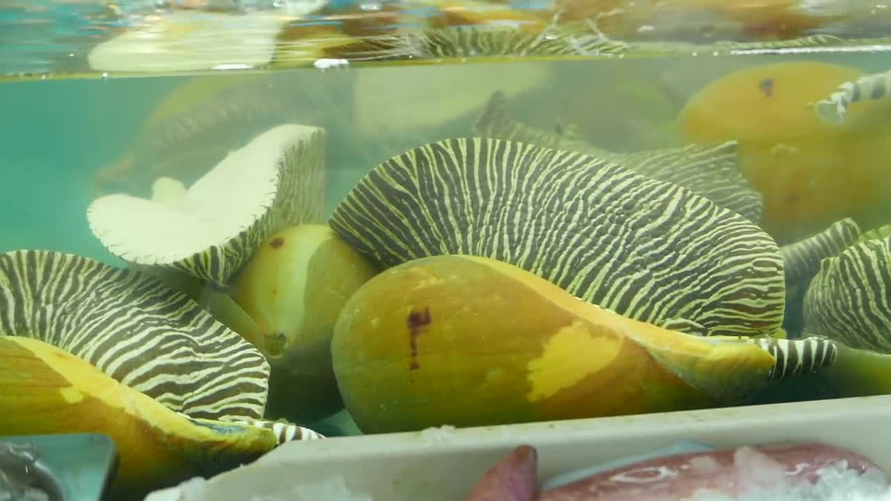 泰國路邊小吃 - 斑馬海蝸牛 巨型海鮮