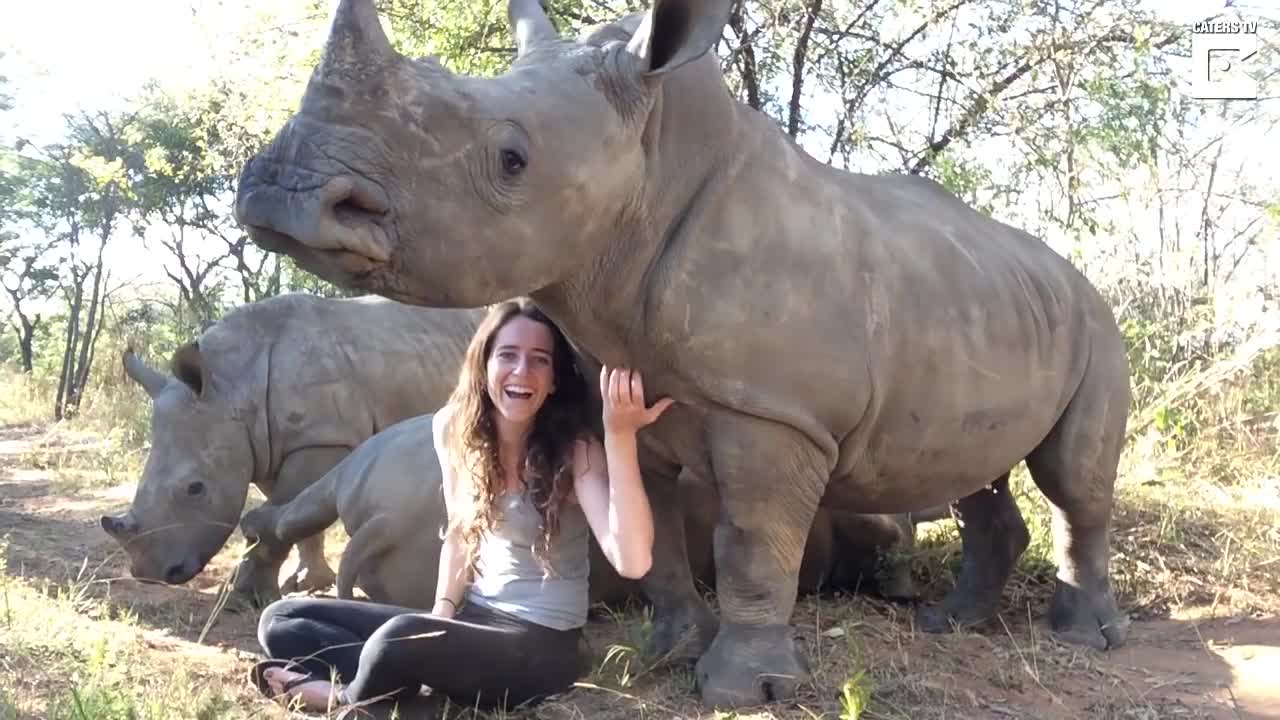 Needy Rhino Wants a Cuddle