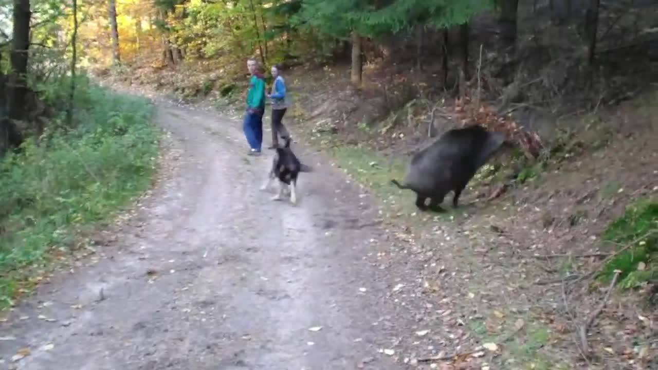 Wolf dog and boars