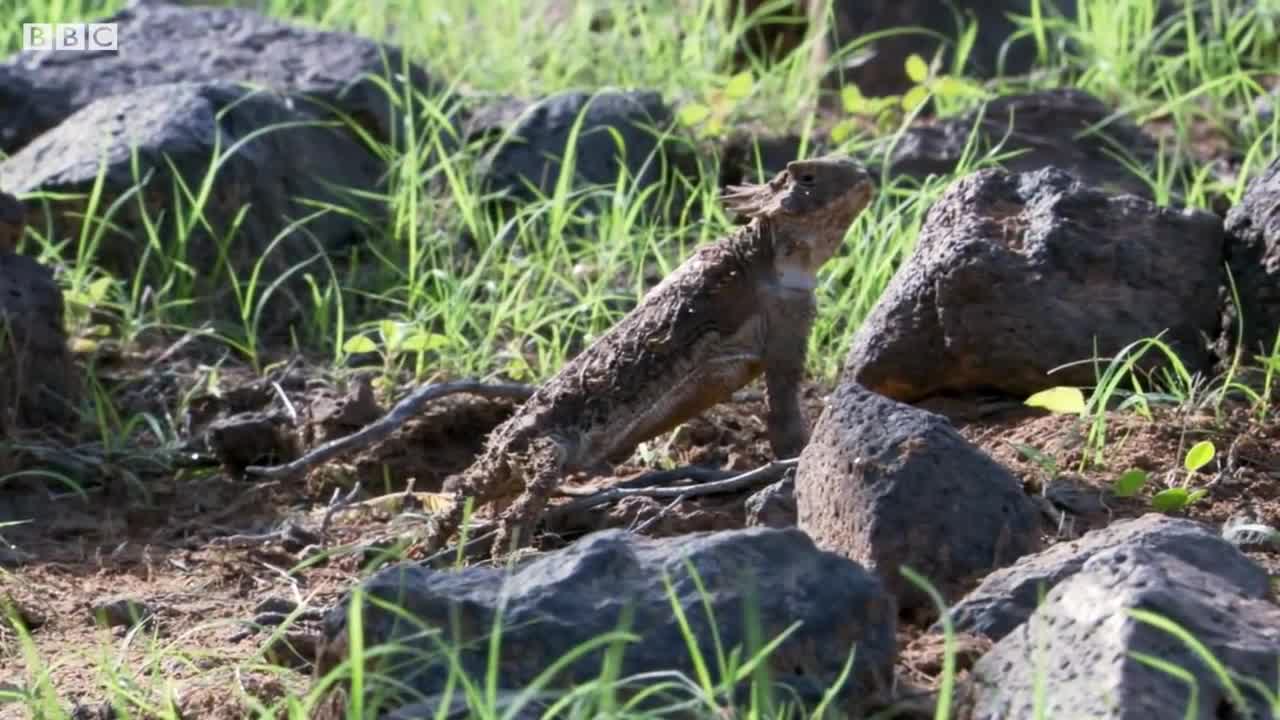 Lizard Fends Off Predators To Protect Her Eggs - Life - BBC Earth