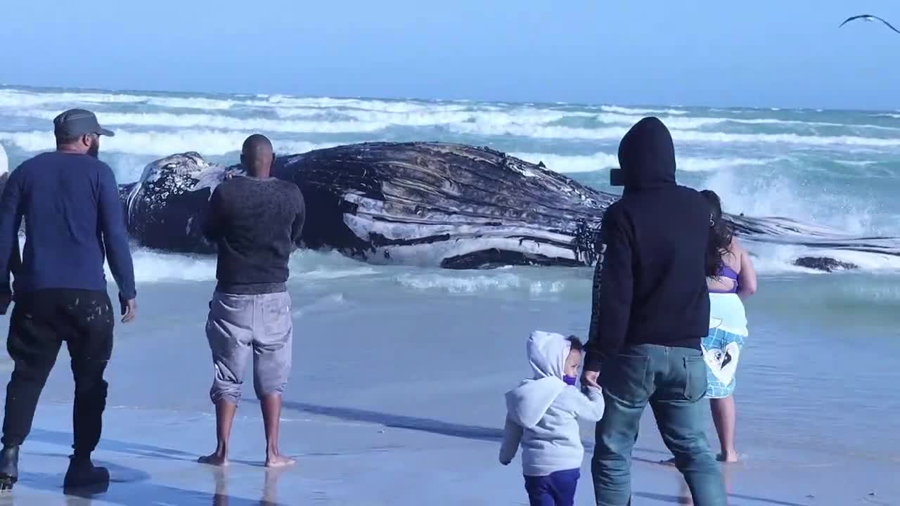 Xác cá voi khổng lồ dạt vào bờ biển Nam Phi