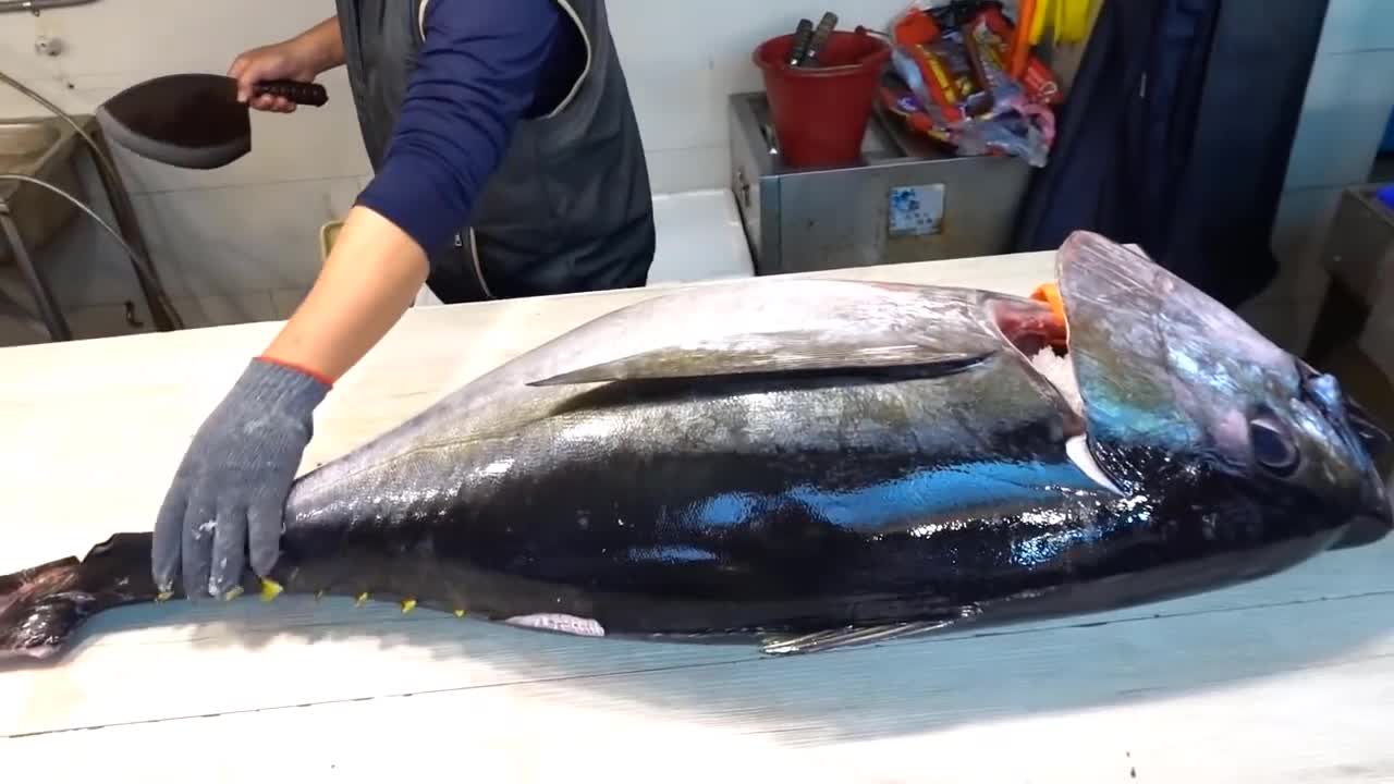 Kỹ năng cắn cá ngừ mắt to khổng lồ làm món sashimi