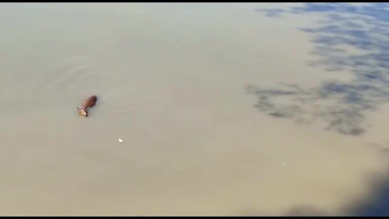 Người đàn ông Ấn Độ liều mạng cứu một con hươu trong nước