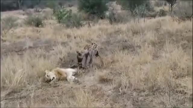 Linh cẩu thể hiện động tác mãn nguyện khi ăn thịt sư tử