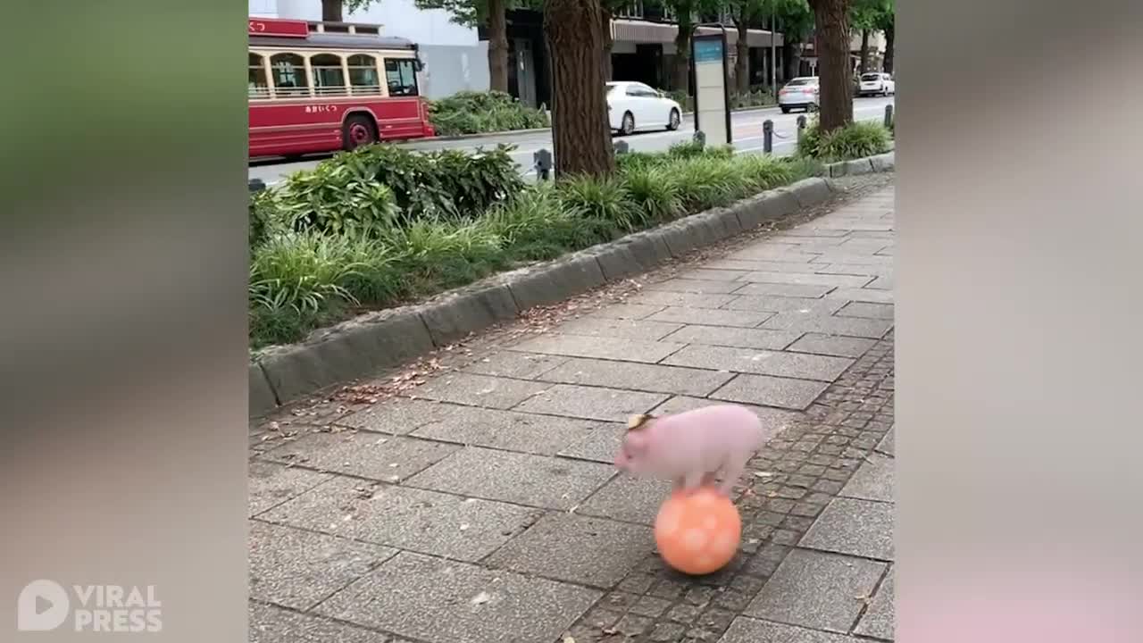 Lợn con chạy trên bóng như robot