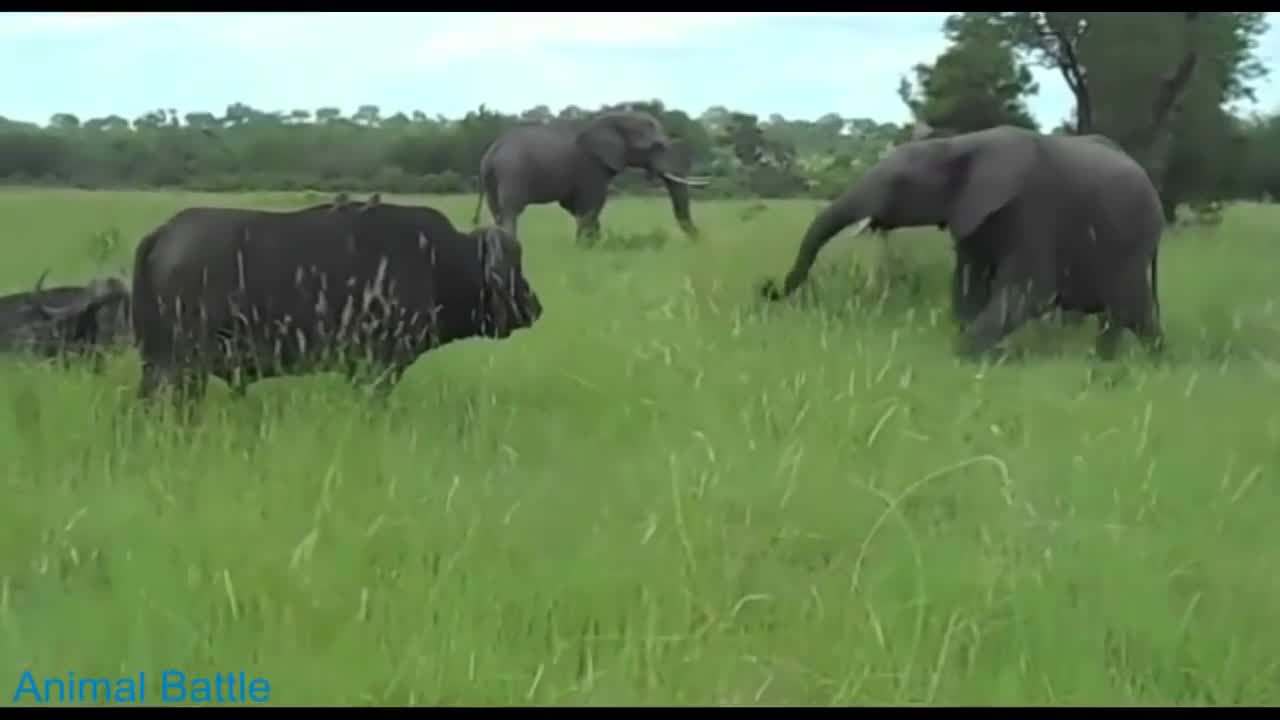Đang ngủ thì bị trêu ngươi, trâu rừng -quyết tâm dạy dỗ voi châu Phi