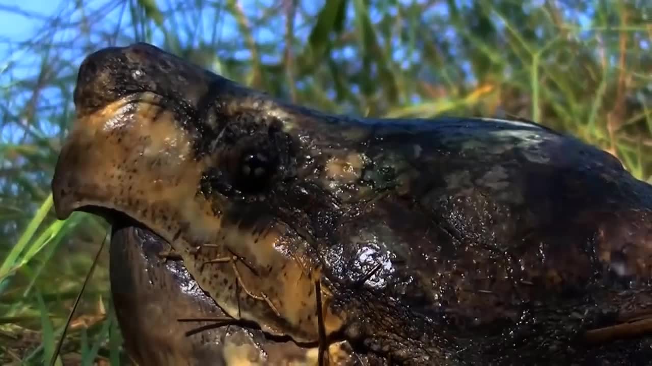 Rắn nước bất lực để rùa ăn vụng đuôi mình
