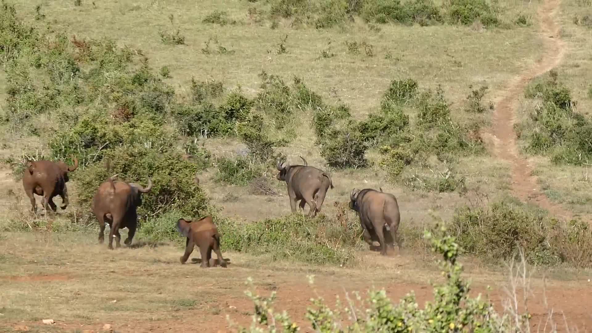 10 con trâu rừng to lớn chạy rẽ đất vì voi con