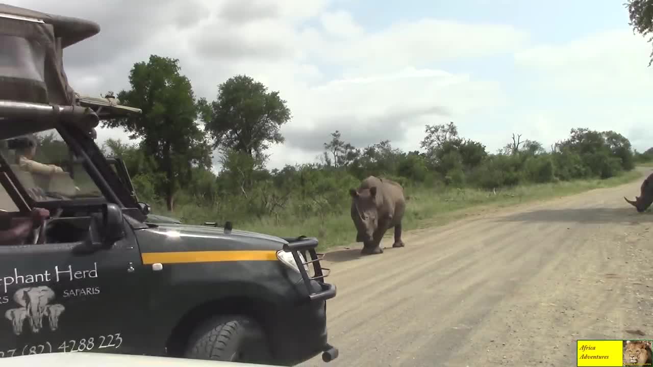 Tê giác đực điên cuồng tấn công ô tô chở người
