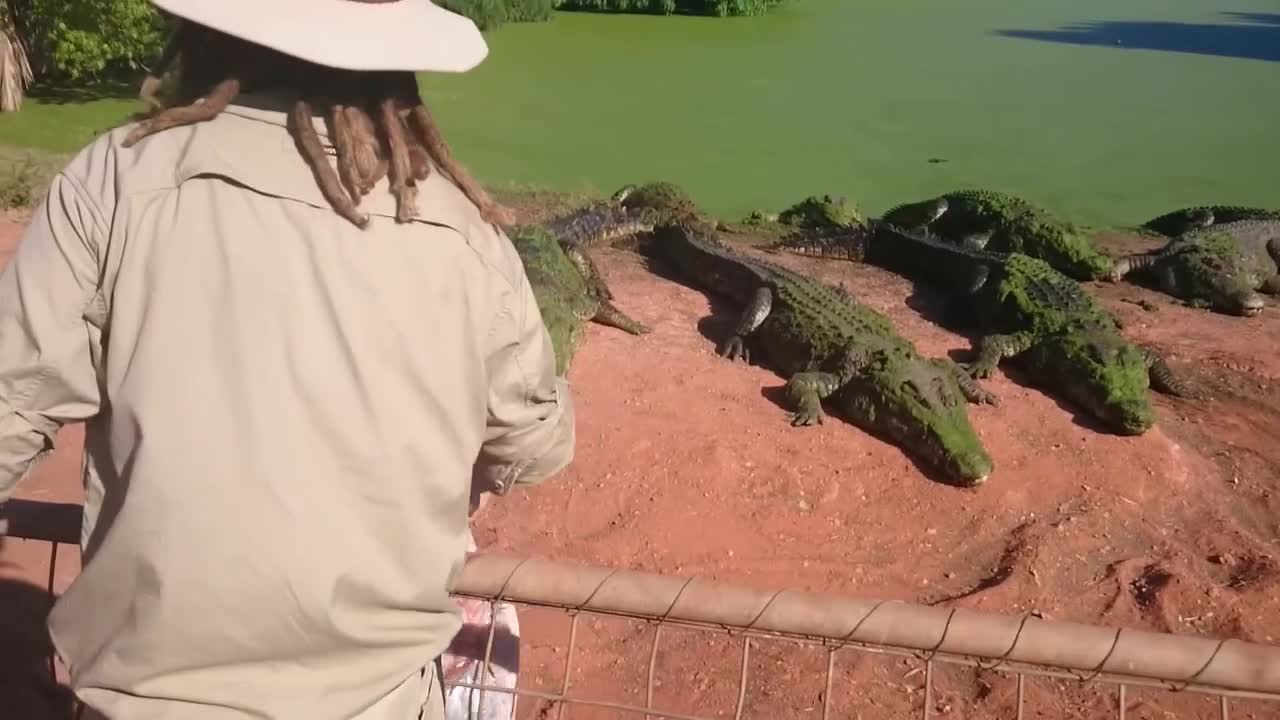 du khách hoảng loạn vì nhìn thấy miếng mồi lạ trên mồm cá sấu - Người Đưa Tin