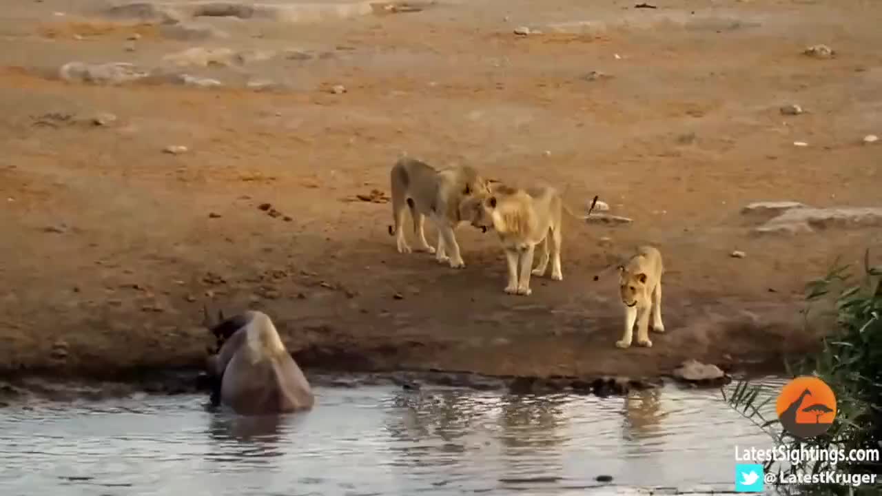 Tê giác truy sát 3 sư tử và cái kết