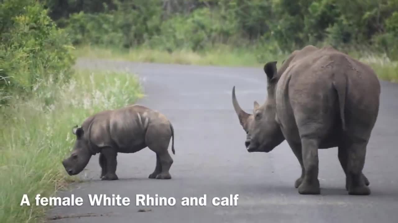White Rhino Battle- bull attacks mother and calf