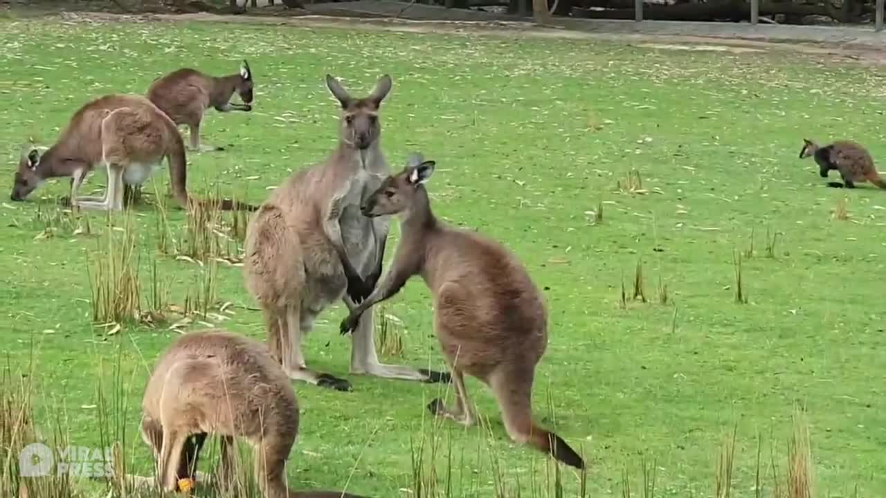 Boxing Kangaroos Duke It Out