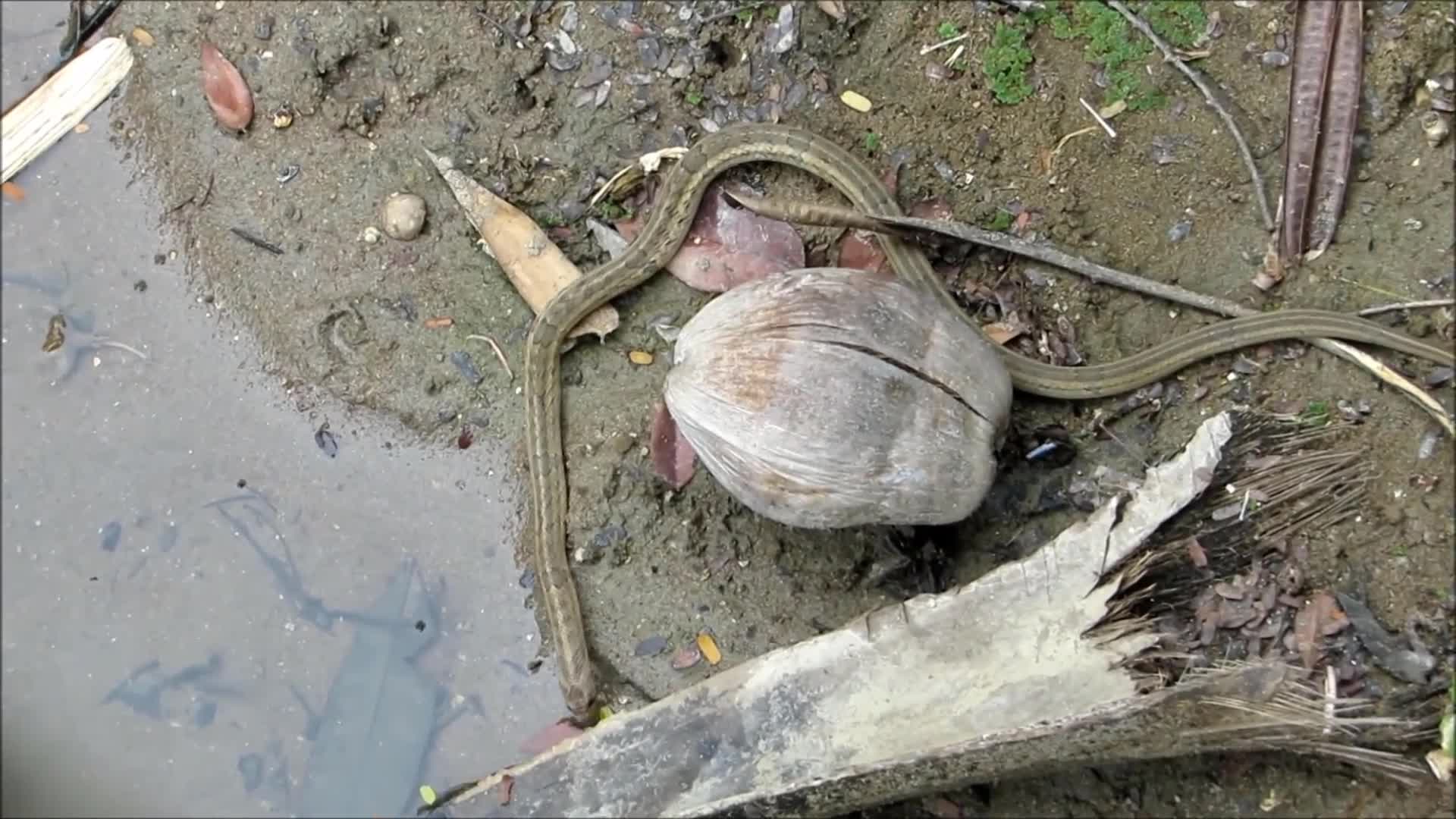 Clip Loài rắn kukri có cách ăn thịt con mồi cực kỳ tàn nhẫn.