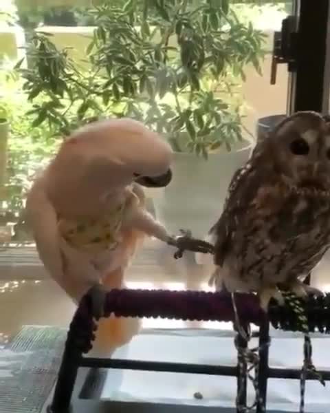 Chú vẹt thích đùa dai chọc ghẹo cú mèo