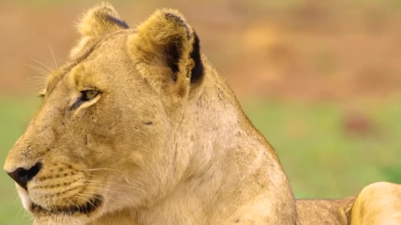 Bản năng thống trị của sư tử đực bộc lộ khi bị trục xuất