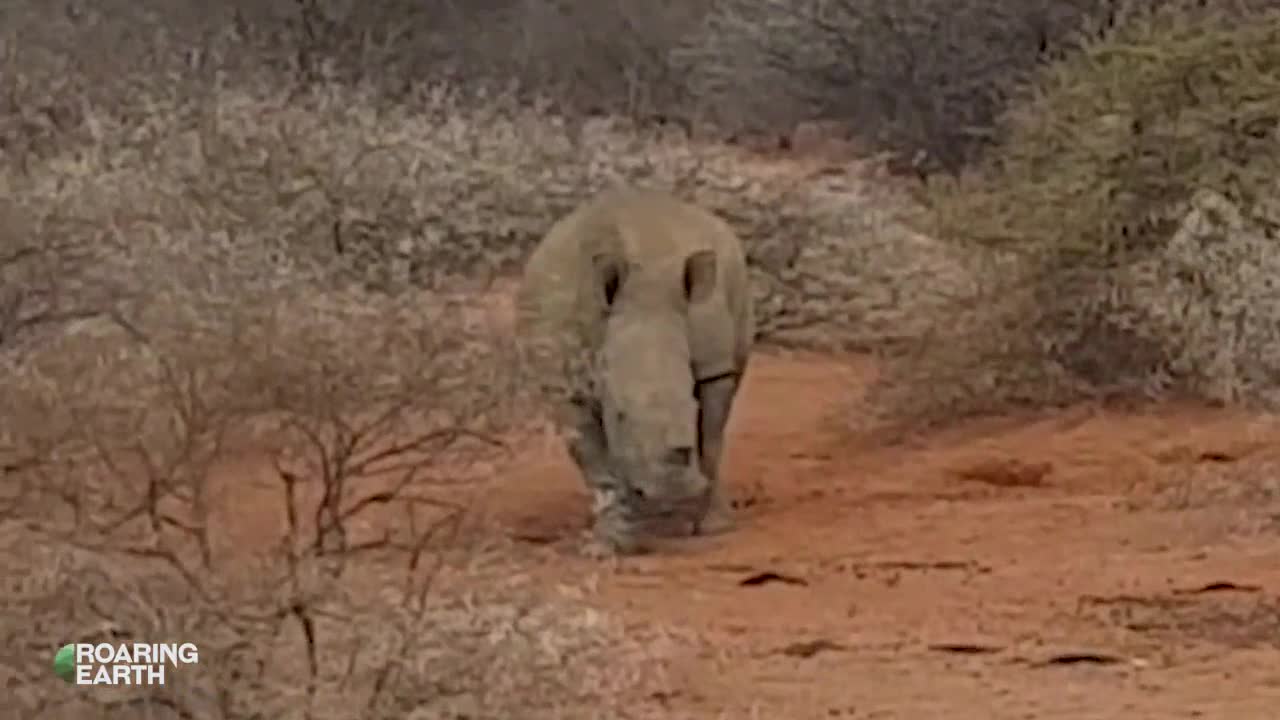 Bảo vệ miếng ăn, voi rừng nghênh chiến ba con tê giác