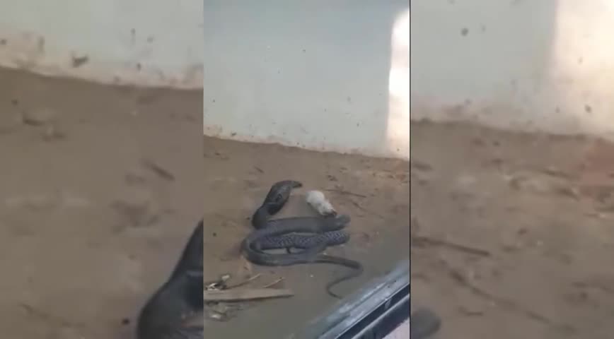 Clip: Chuột bạch liều mạng tấn công rắn hổ mang bảo vệ mạng sống của mình