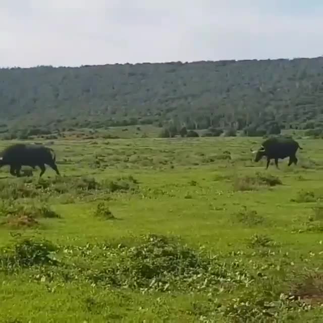 Tê giác tới tấp hất tung trâu rừng