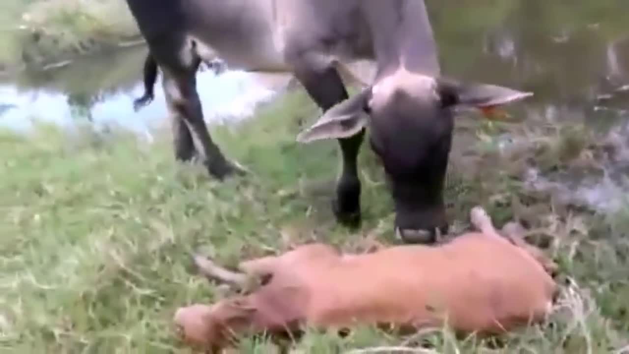 Bê con bị giết chết, bò mẹ điên cuồng tấn công trăn khủng để trả thù
