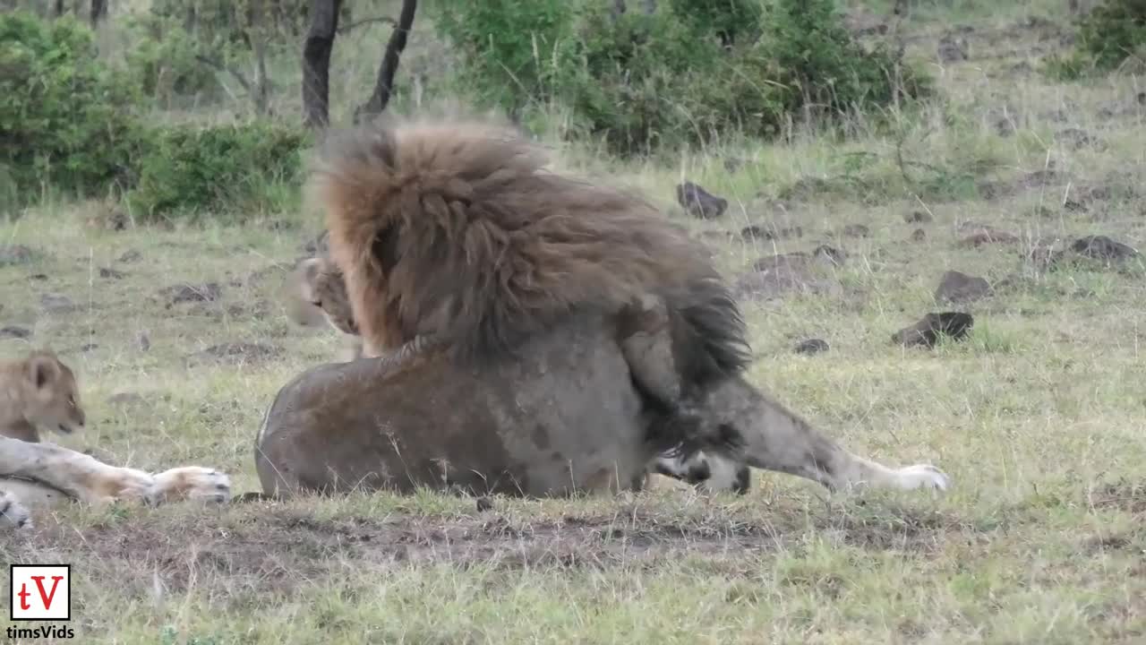 Sư tử con cố chấp trêu đùa những con sư tử đực khó chịu