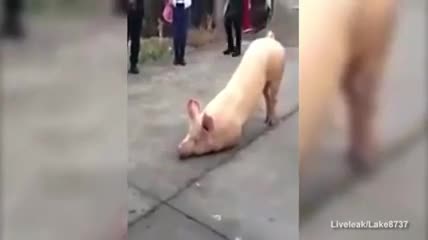 Chú lợn bỏ trốn, quỳ gối trước cổng chùa trước khi bị giết thịt (1)