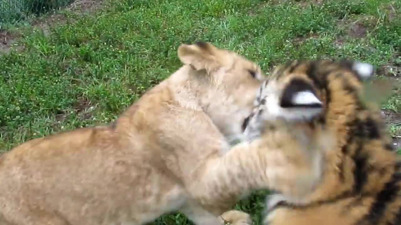 Sư tử con và hổ con chơi trò tát nhau hút triệu views