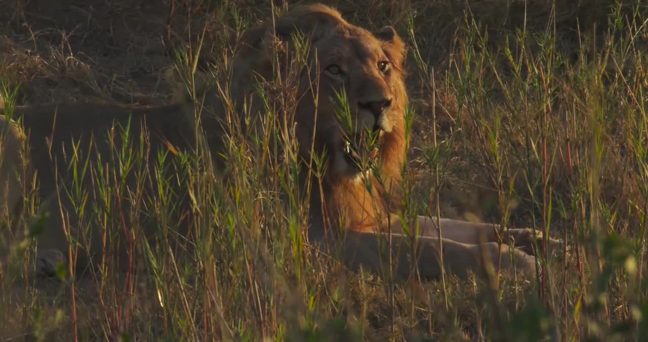 Bất ngờ cực đại của báo săn Vườn Kruger