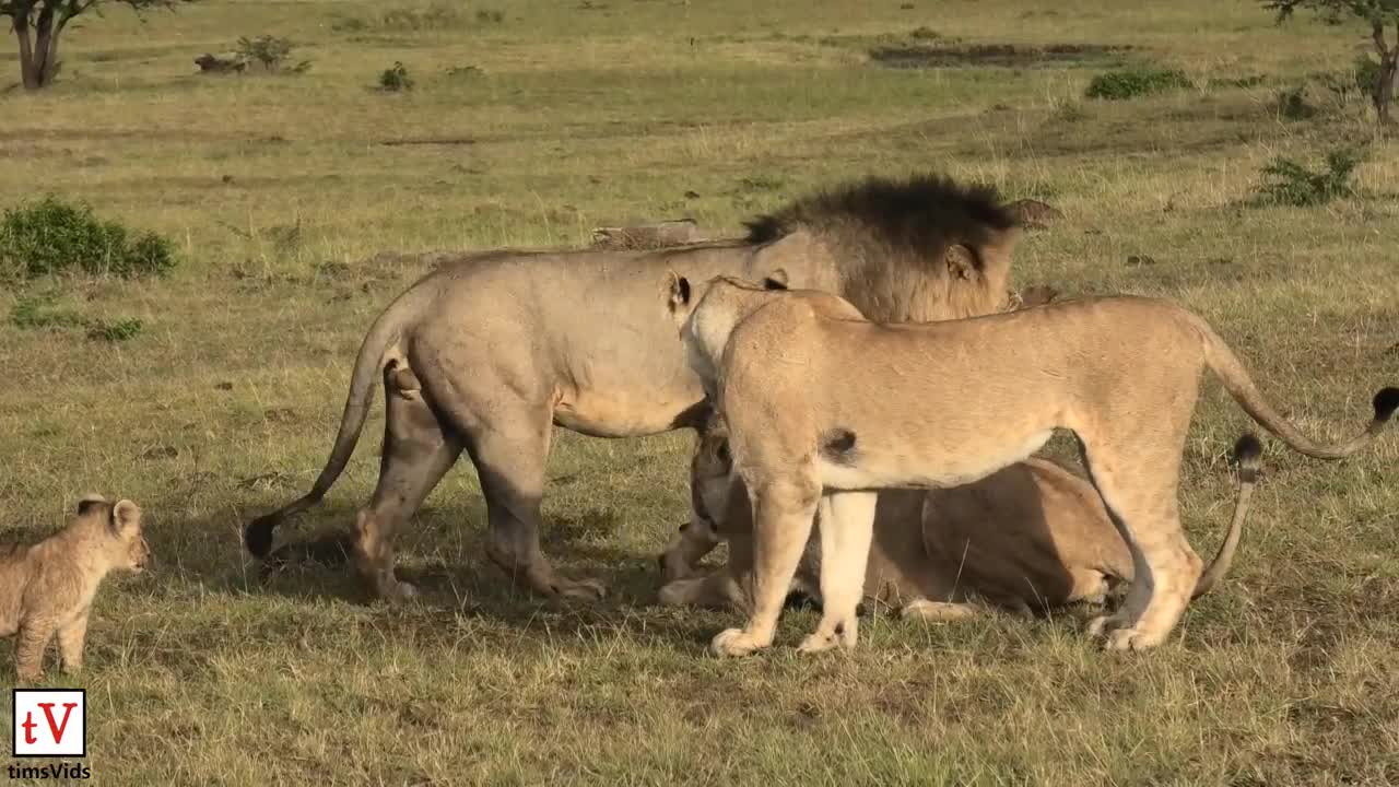 4 sư tử cái đánh đuổi thậm tệ sư tử đực trước mắt du khách