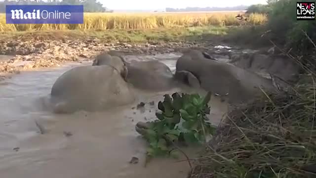Người dân Ấn Độ cứu đàn voi bị sa lầy bằng cách bất ngờ