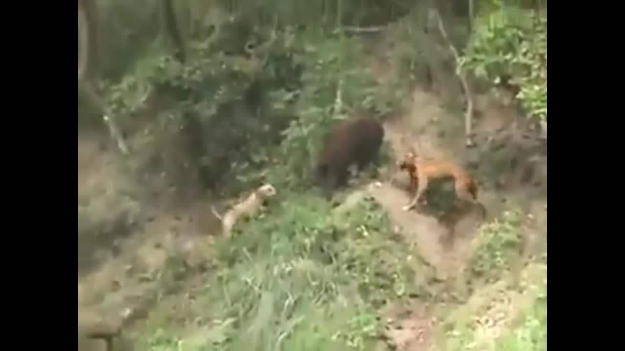 Lợn rừng tử chiến 5 chó pitbull trên sông
