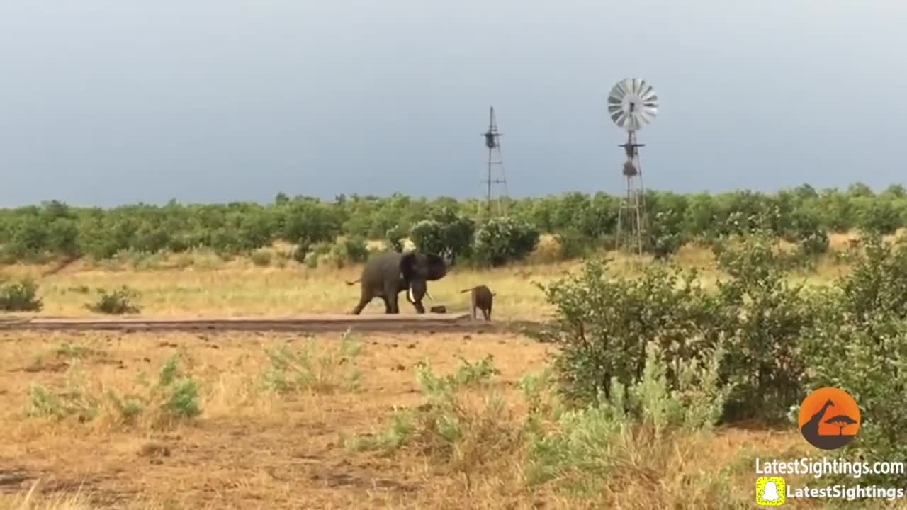 Nghé con dọa voi rừng hoảng hốt tháo chạy