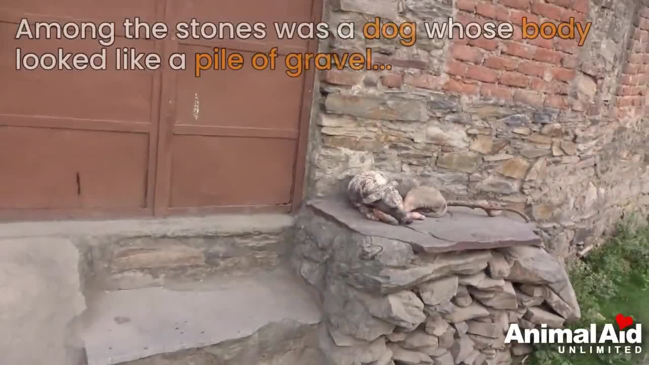 Con chó phủ đá nứt phục sinh một cách diệu kỳ