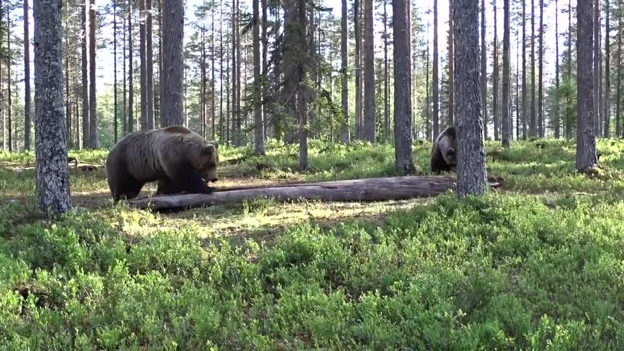 Gấu nâu đại chiến kinh hoàng ở Phần Lan