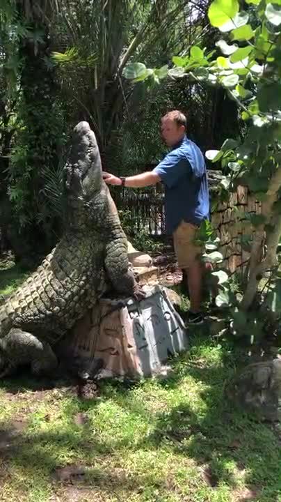 Người đàn ông liều mạng gãi cổ cá sấu khổng lồ