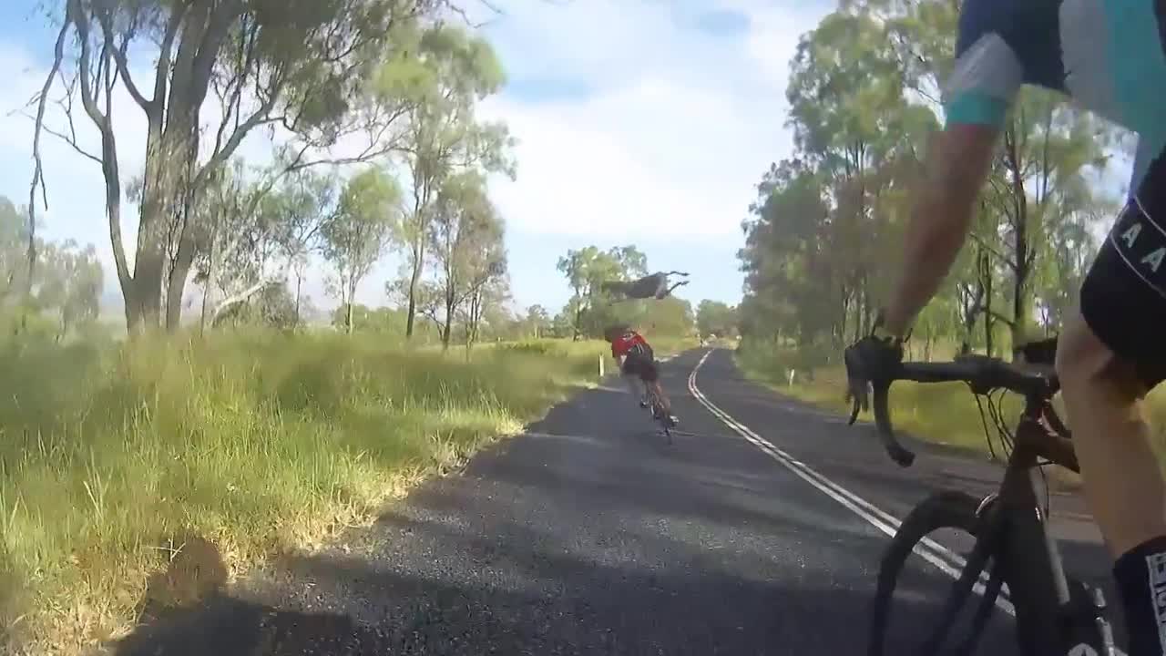 Kangaroo đá văng người phụ nữ đi xe đạp