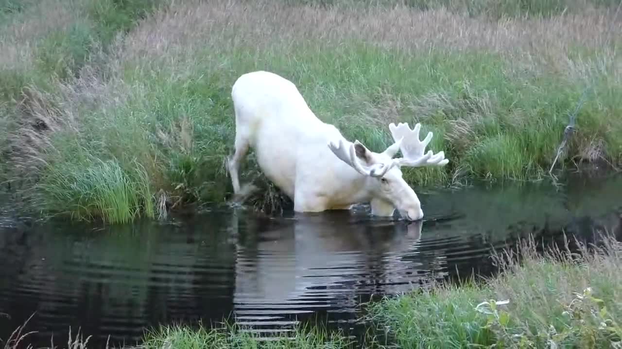 Nai “thần tiên” bất ngờ xuất hiện, ngâm mình trong hồ nước Thụy Điển