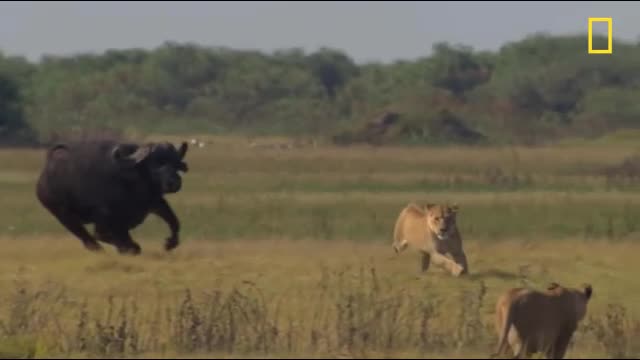 Sư tử chạy thục mạng vì bị trâu đực truy sát và cái kết lộn ngược