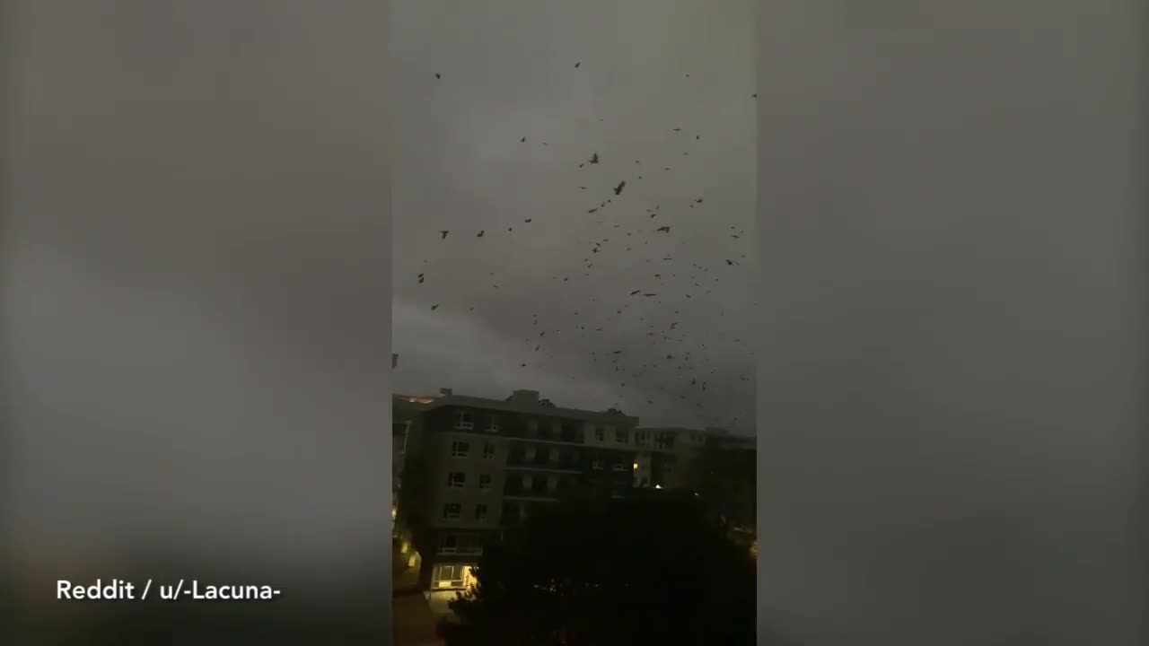 Hàng trăm con quạ vây hãm bầu trời Canada u ám suốt 14 tiếng