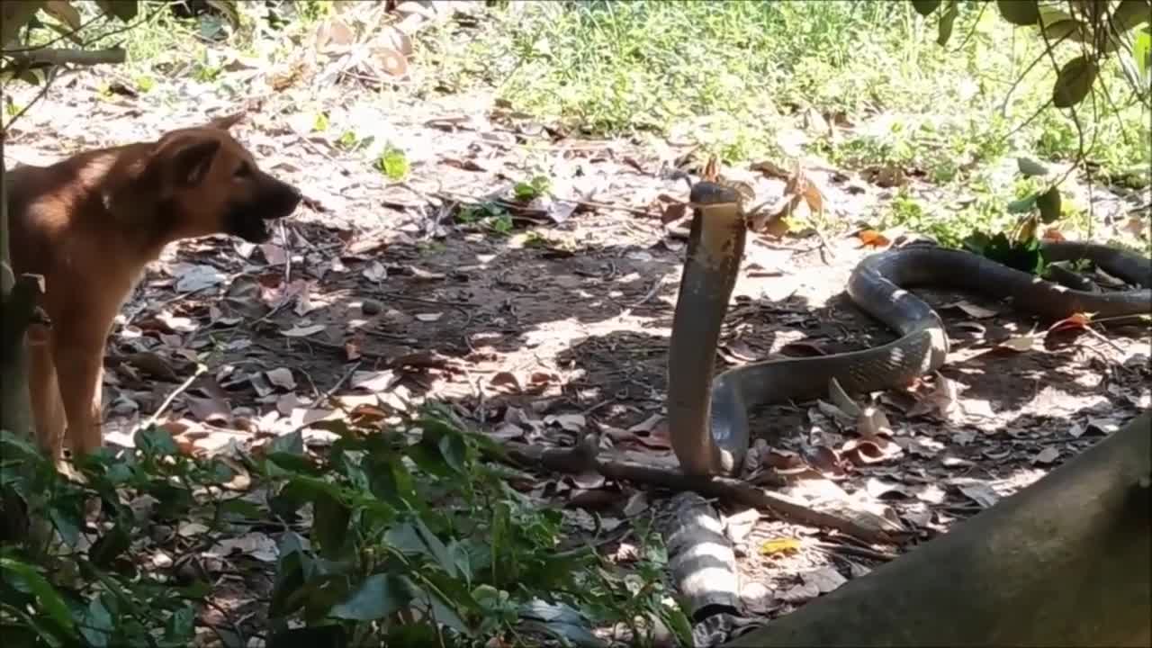 Hổ mang chúa dài gần 4 m đối đầu với chó nhà