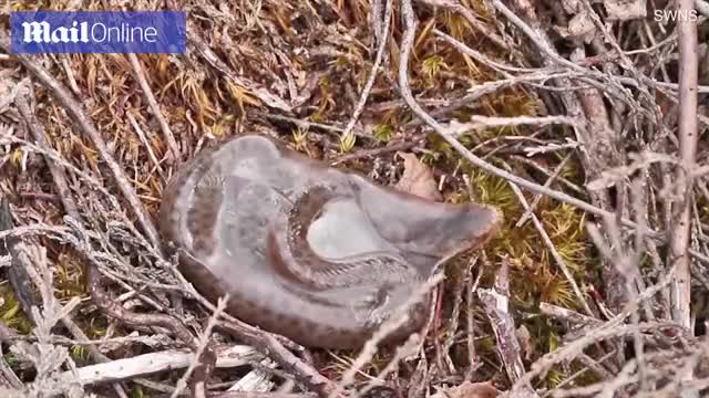 Giây phút loài rắn độc duy nhất tại Anh Quốc cất tiếng khóc chào đời