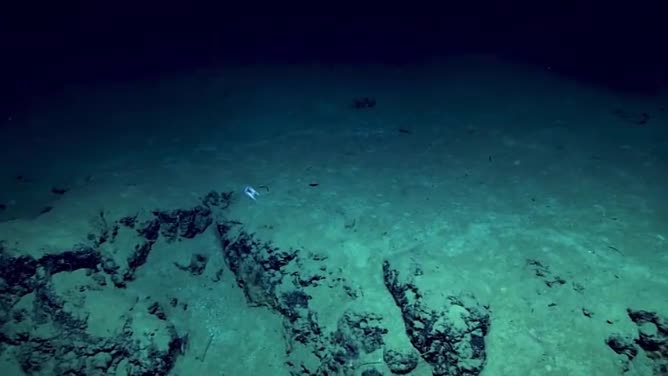 Phát hiện sinh vật có tua kỳ dị dưới đáy biển