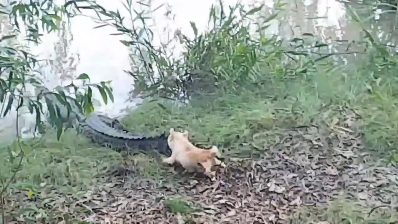 Cún con máu mặt dọa cá sấu chạy rẽ đất 1