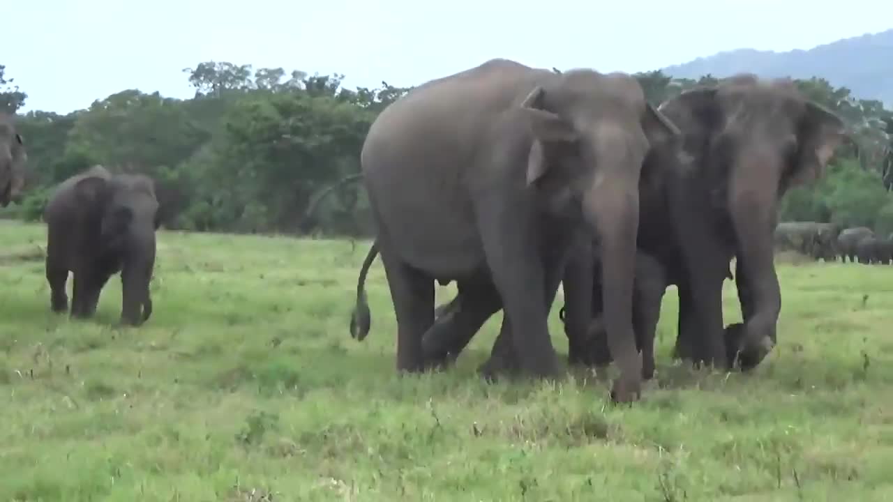 Đàn voi hoang dã chen nhau xếp hàng chụp ảnh tự sướng cùng khách
