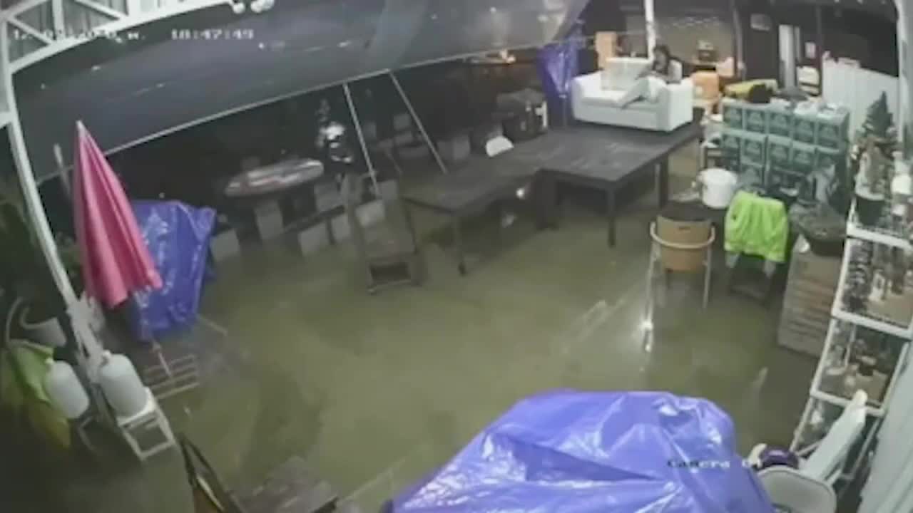 Hổ mang chúa dài 4 m bơi trong nhà dân ngập lụt