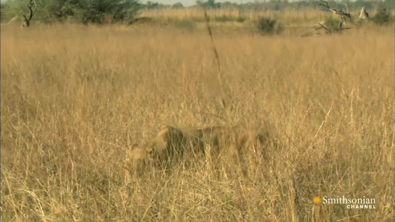 Sư tử bất chấp ăn sống voi rừng sau gần 1 tháng chịu đói