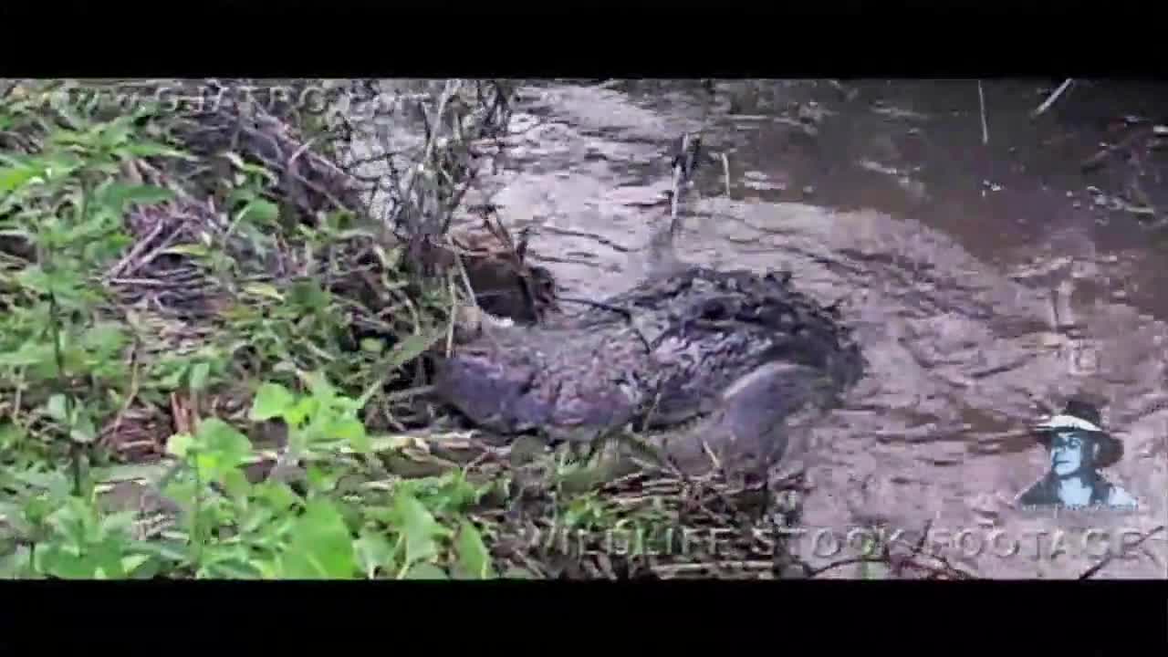 Cá sấu và trăn khủng hoảng sợ hết hồn sau khi đụng độ nhau