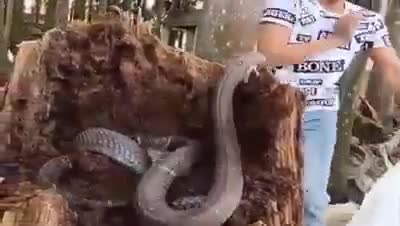 Hàng chục con rắn hổ mang chúa lúc nhúc trong gốc cây dừa thối 1