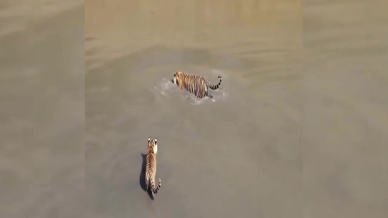 Chú vịt thông minh lặn ngụp để trốn đàn hổ