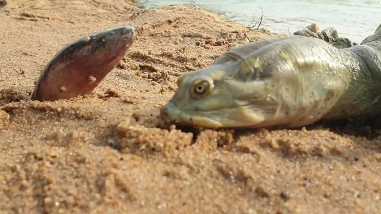 Mút đầu lươn không có kết quả, rùa khủng hờn dỗi bỏ xuống sông
